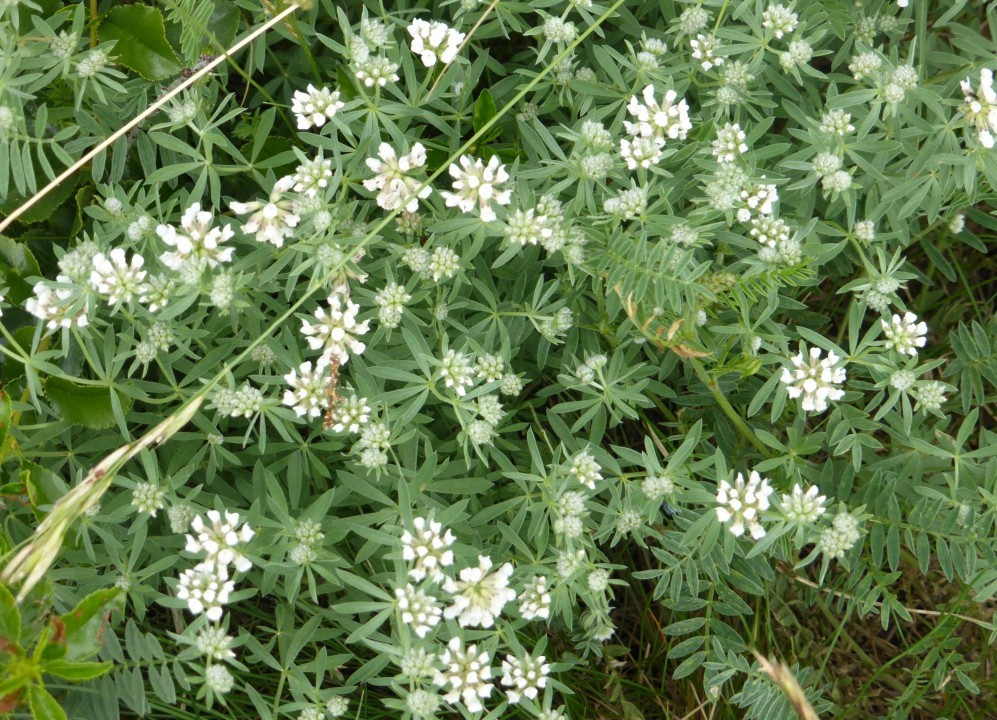 Backenklee-Seidenhaar, Dorycnium germanicum 28.5.18 Eichkogel (2)