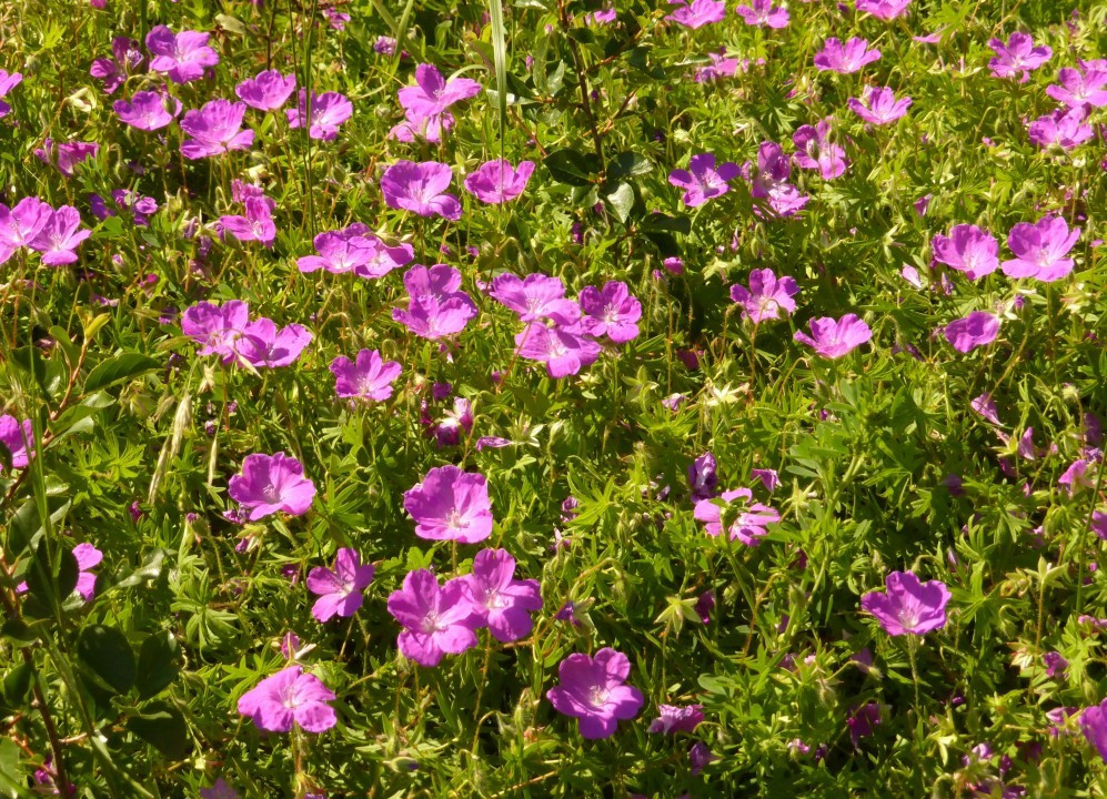 Storchschnabel-Blutrot, Geranium sanguineum 3.6.19 Eichkogel (1)