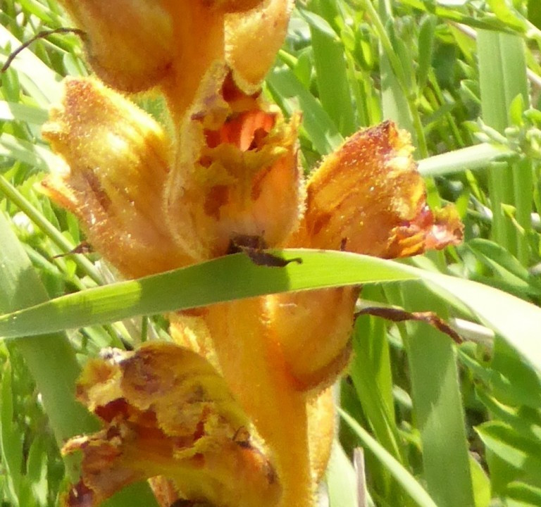 Sommerwurz-Blutrot, Orobanche gracilis 18.5.18 Eichkogel (8)
