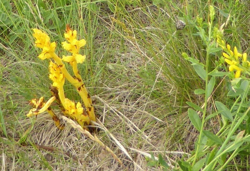 Sommerwurz-Gelb, Orobanche lutea 28.5.18 Eichkogel (3)