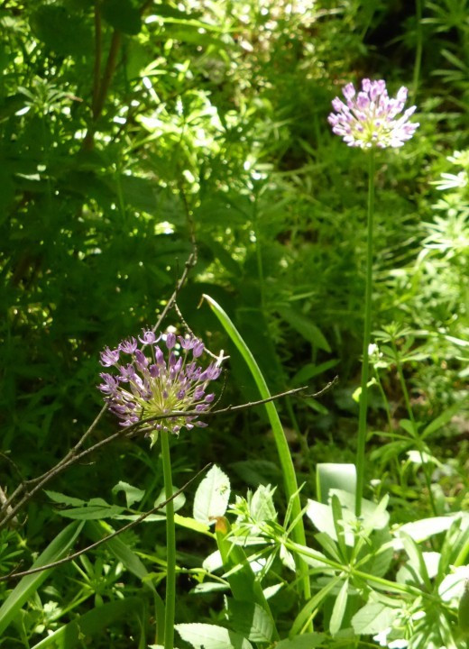 Lauch (Flieder), Allium 29.4.18 Eichkogel (3) - bzw. Zierlauch