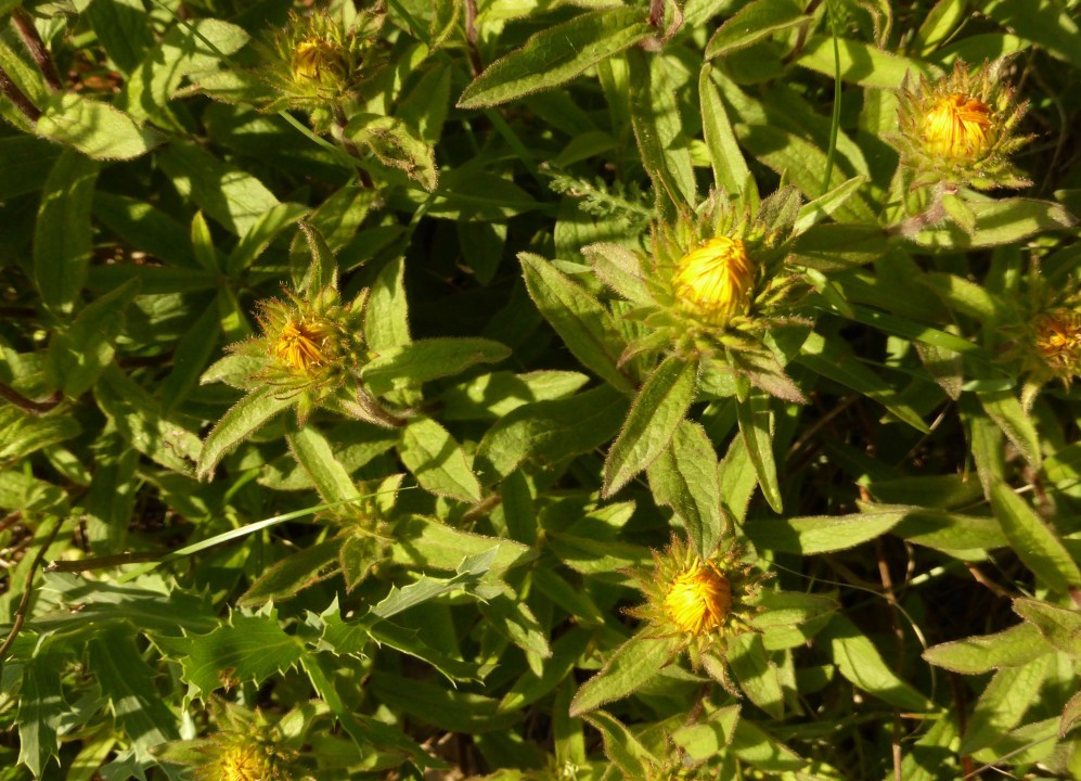 Alant-Rauhaar, Inula hirta 17.5.19 Eichkogel (3)