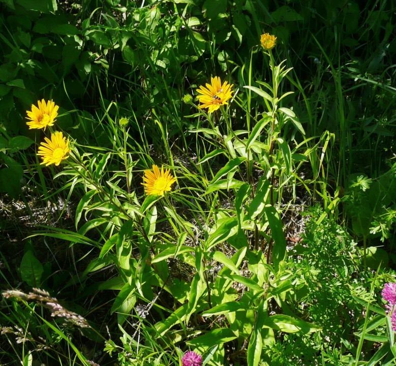 Alant-Weidenblatt, Inula salicina... 13.6.13 Eichkogel (2)