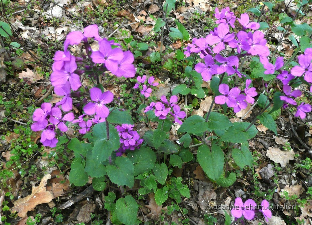 Mondviole-Garten-Zweijährig, Lunaria annua 10.4.19 Eichkogel (2)