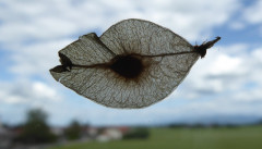 ein Ufo