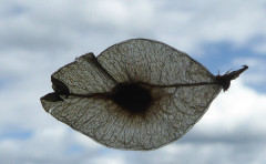 ein Ufo