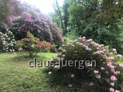 Grünes und Blühendes
