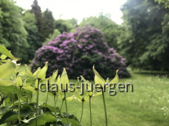 Grünes und Blühendes