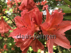 Grünes und Blühendes