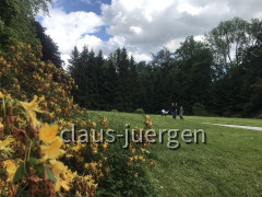 Grünes und Blühendes