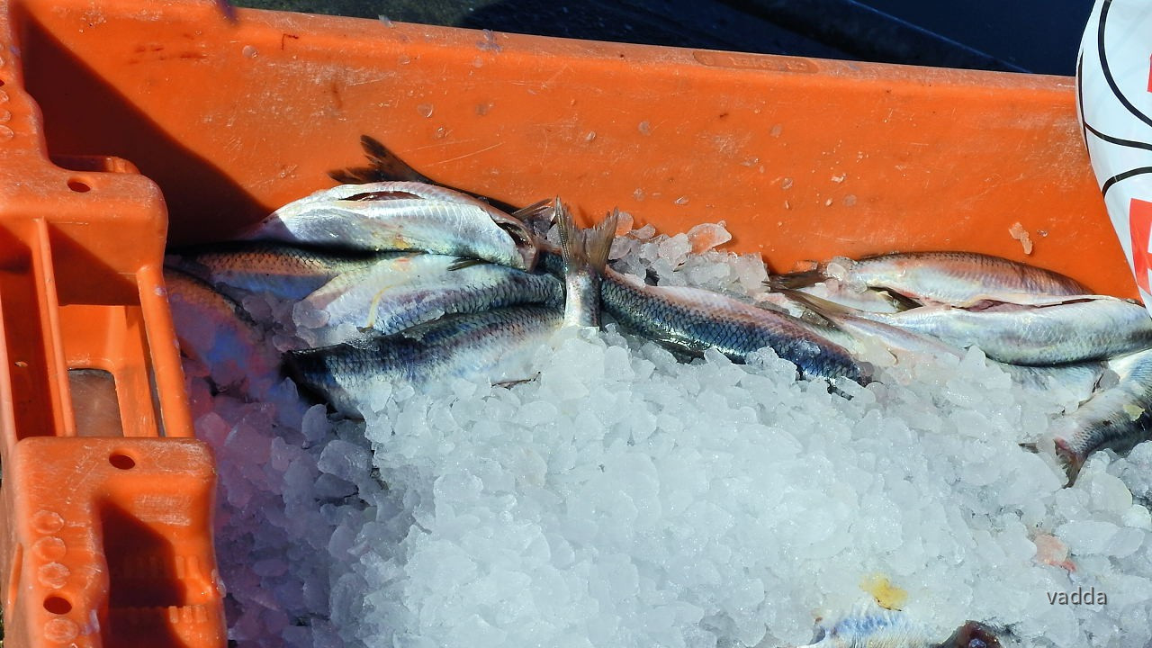 Kranicheum