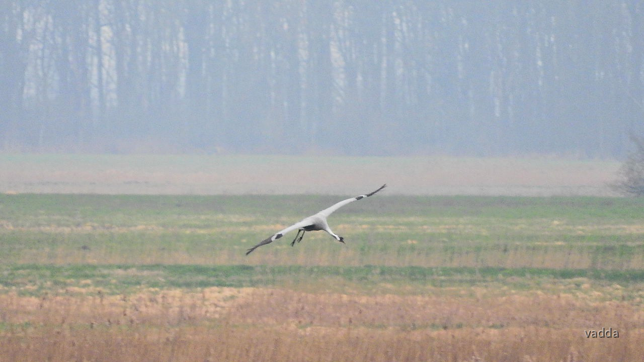 Kranicheum