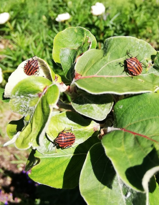 Graphosoma italicum