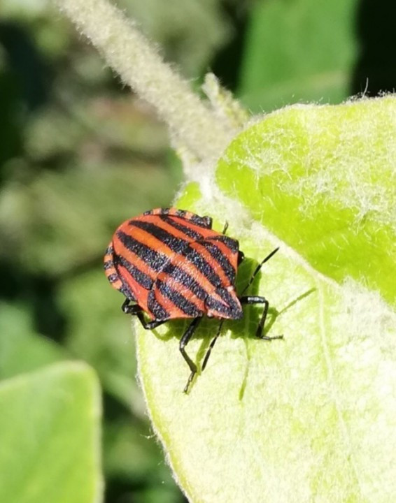 Graphosoma italicum