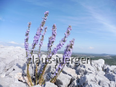 Vransko Jezero Kamenjak