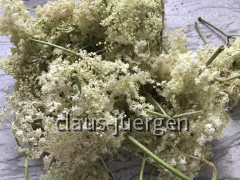 Holderkiachla