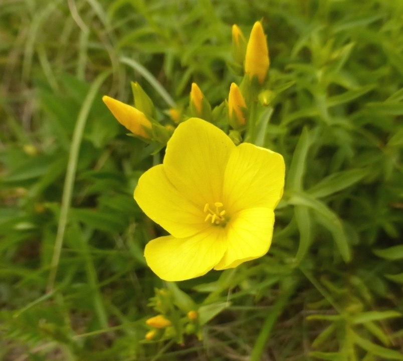 Lein-Gelb, Linum flavum 8.6.20 Eichkogel (1)
