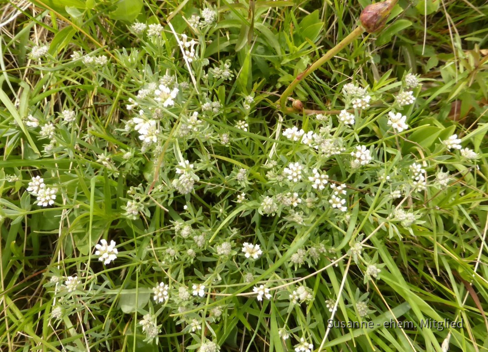 Backenklee-Seidenhaar, Dorycnium germanicum 8.6.20 Eichkogel (1)