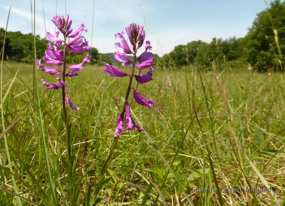 Kreuzblume 4.6.20 Eichkogel (23)