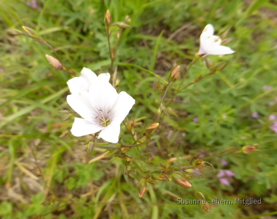Lein-Feinblatt-Schmalblatt, Linum tenuifolium 8.6.20 Eichkogel (11)