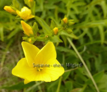 Lein-Gelb, Linum flavum 8.6.20 Eichkogel (0)