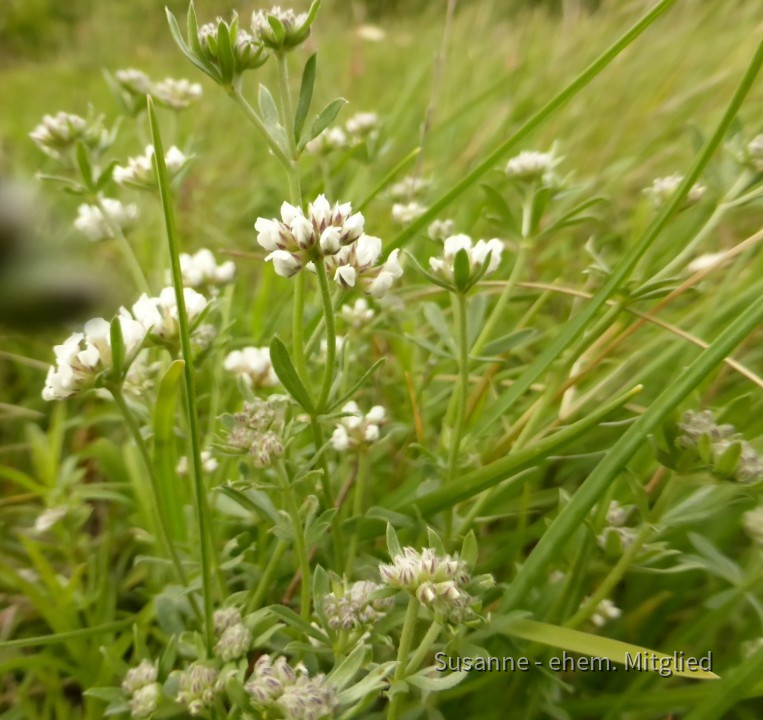 Backenklee-Seidenhaar, Dorycnium germanicum 8.6.20 Eichkogel (11)