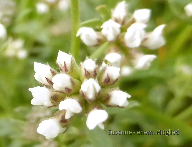 Backenklee-Seidenhaar, Dorycnium germanicum 8.6.20 Eichkogel (10)
