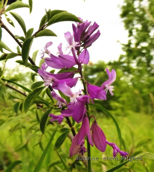 Kreuzblume-Groß, Polygala major 8.6.20 Eichkogel (7)