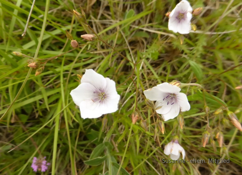Lein-Feinblatt-Schmalblatt, Linum tenuifolium 8.6.20 Eichkogel (2)