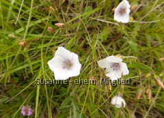 Lein-Feinblatt-Schmalblatt, Linum tenuifolium 8.6.20 Eichkogel (2)