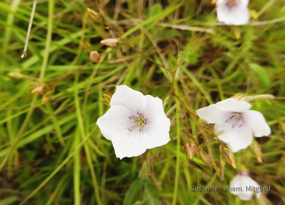 Lein-Feinblatt-Schmalblatt, Linum tenuifolium 8.6.20 Eichkogel (4)