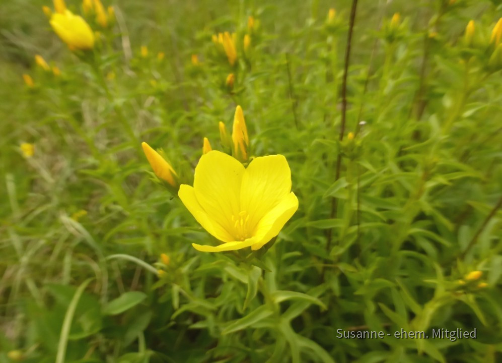 Lein-Gelb, Linum flavum 8.6.20 Eichkogel (08)
