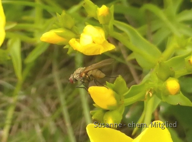 Lein-Gelb, Linum flavum 8.6.20 Eichkogel (14)