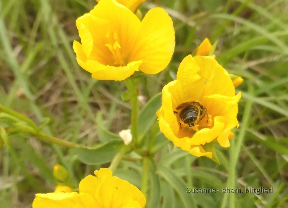 Lein-Gelb, Linum flavum 8.6.20 Eichkogel (97)
