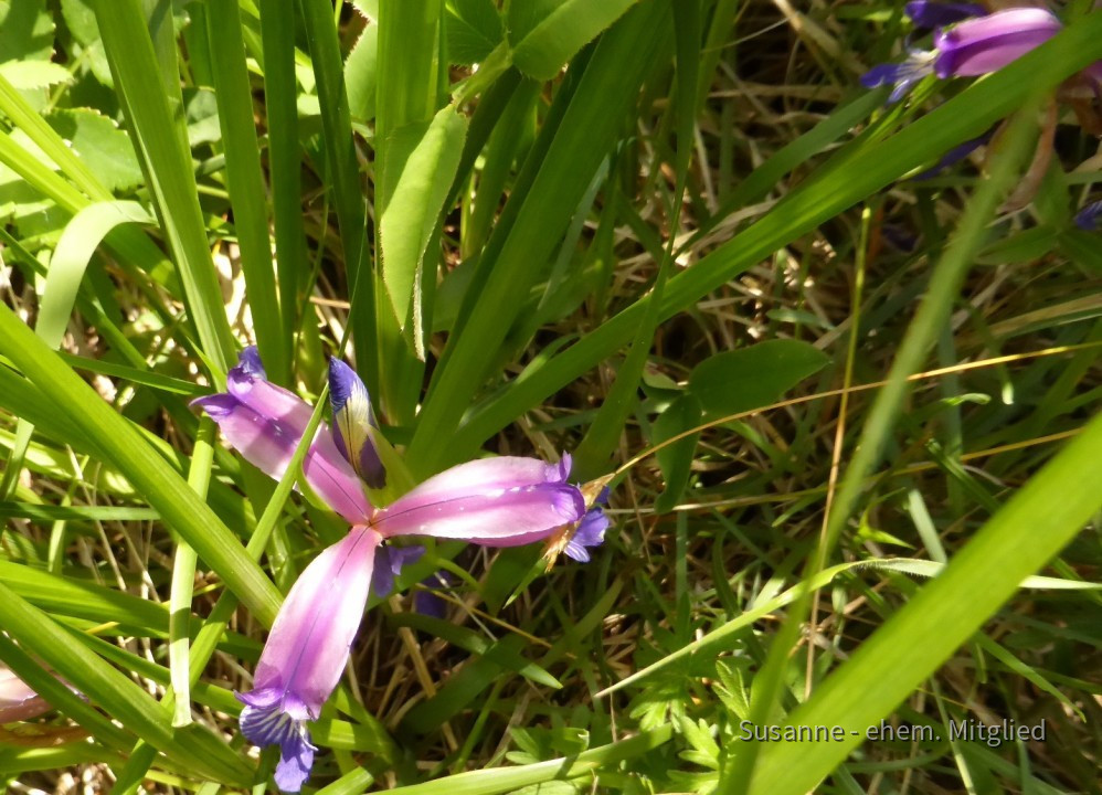 Schwertlilie-Gras, Iris Graminea 4.6.20 Eichkogel - verblüht (1)