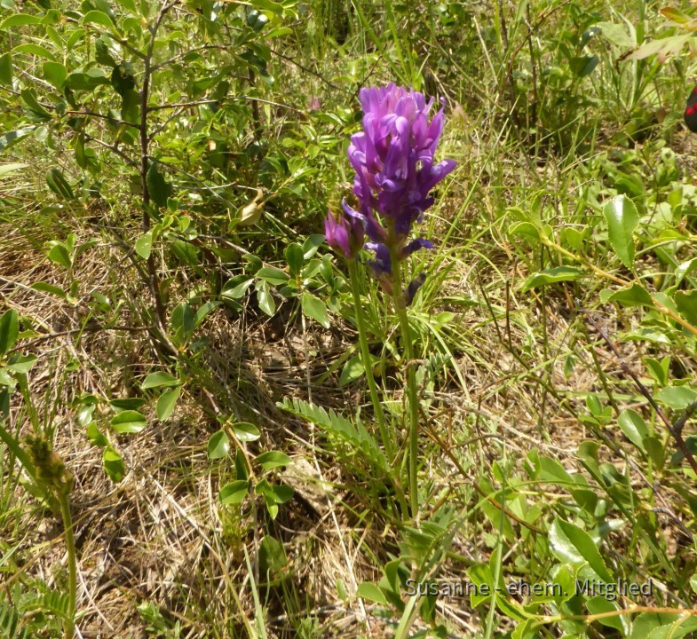 Tragant-Esparetten-Langfahnen, Astragalus onobrychis 4.6.20 Eichkogel (3)