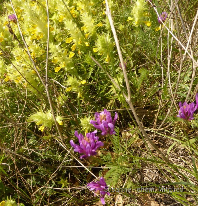 Tragant-Esparetten-Langfahnen, Astragalus onobrychis 4.6.20 Eichkogel + Klappertopf (1)