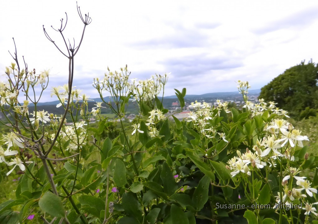 Waldrebe-Aufrecht, Clematis recta 8.6.20 Eichkogel (3)