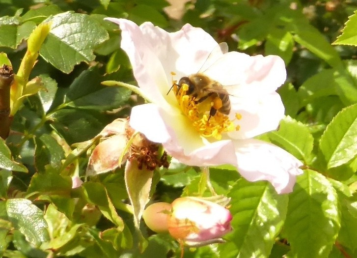 Rose 4.6.20 Eichkogel (144)