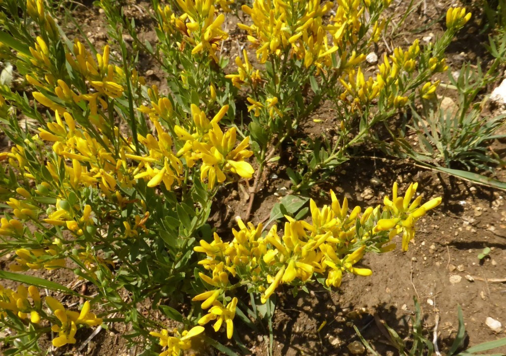 Ginster-Färber, Genista tincotria 4.6.20 Eichkogel