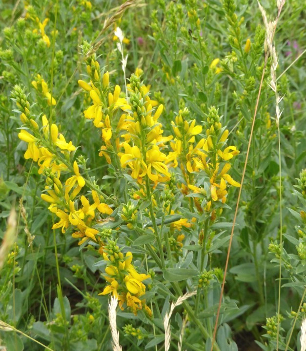 Ginster-Färber, Genista tinctoria 28.5.18 Eichkogel