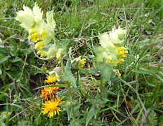Ackernalm 13.6.2020