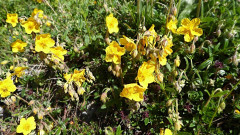 Ackernalm 13.6.2020