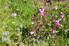 Ackernalm 13.6.2020
