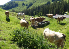Ackernalm 13.6.2020
