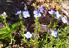 Ackernalm 13.6.2020