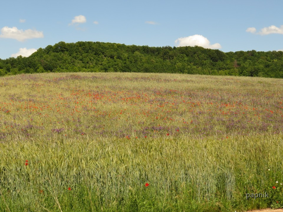 Feld