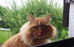 Felix