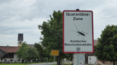 Asiatischer Moschusbockkäfer