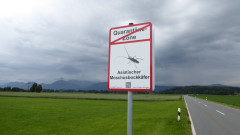 Asiatischer Moschusbockkäfer